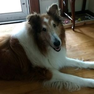 Meet your Posher, Josie